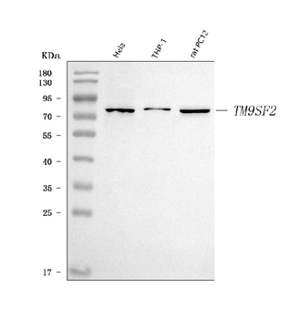 Anti-TM9SF2 Antibody