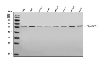 Anti-SMARCD1 Antibody