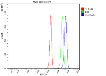 Anti-SLC22A9 Antibody