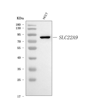 SLC22A9 Antibody
