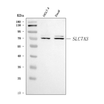 Anti-SLC7A3 Antibody