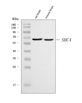 Anti-SHCD/SHC4 Antibody