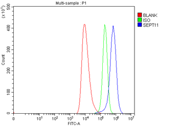 Anti-Septin 11/SEPTIN11 Antibody