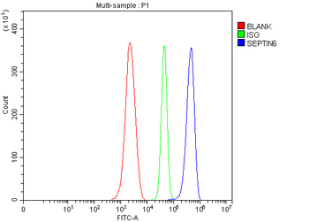 Anti-SEPT6/SEPTIN6 Antibody