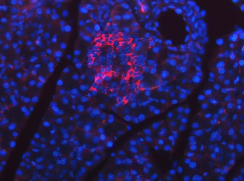 Anti-SEL1L Antibody