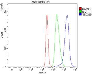 Anti-SEC22B Antibody