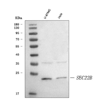 SEC22B Antibody