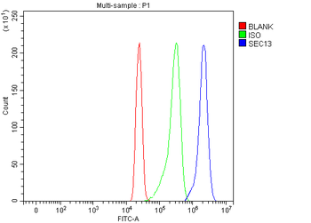 Anti-SEC13L1/SEC13 Antibody