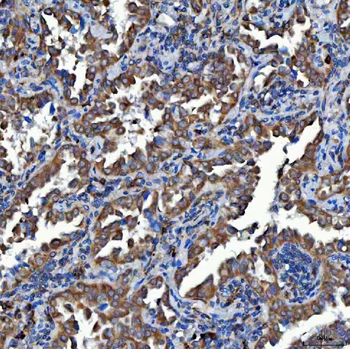 Anti-SDF2L1 Antibody