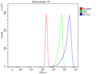 Anti-SCYL1 Antibody