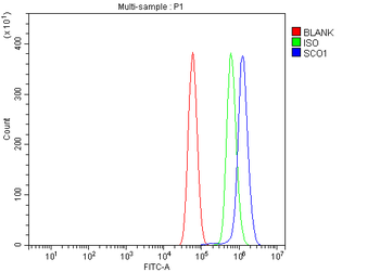 Anti-SCO1 Antibody