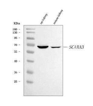 SCARA3 Antibody