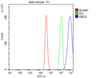 Anti-SBDS Antibody