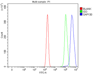Anti-SAP130 Antibody