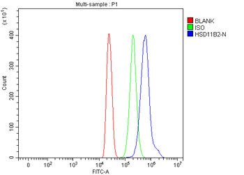 Anti-HSD11B2 Antibody