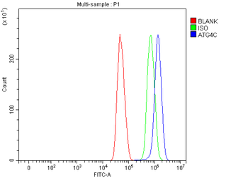 Anti-ATG4C Antibody