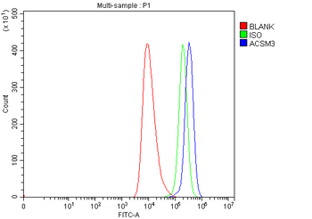 Anti-SAH/ACSM3 Antibody