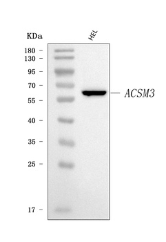 SAH/ACSM3 Antibody