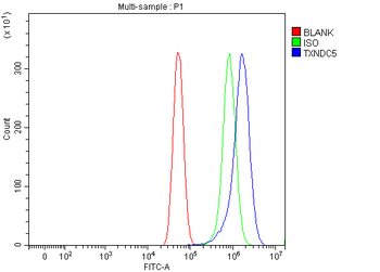 Anti-TXNDC5 Antibody
