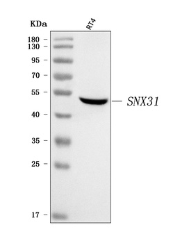 SNX31 Antibody