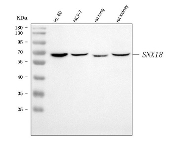 SNX18 Antibody