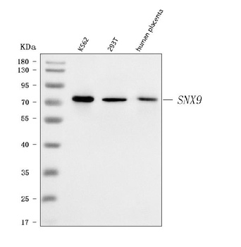 SH3PX1/SNX9 Antibody