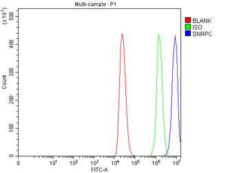 Anti-U1-C/SNRPC Antibody