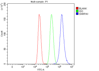 Anti-SNRPA1 Antibody