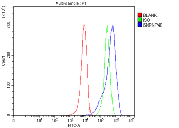 Anti-SNRNP40 Antibody