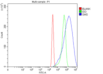 Anti-Spermine synthase/SMS Antibody