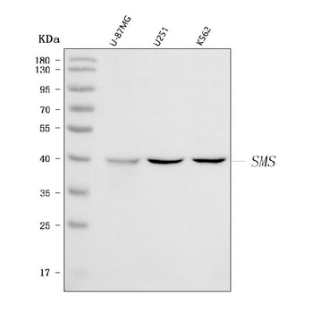 Spermine synthase/SMS Antibody