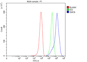 Anti-SMC6 Antibody