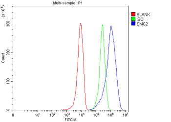 Anti-SMC2 Antibody