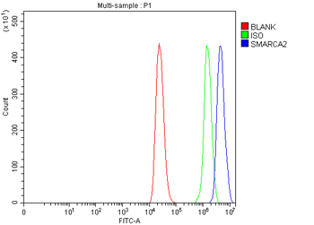 Anti-SMARCA2/BRM Antibody