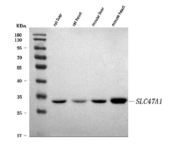 Anti-MATE-1/SLC47A1 Antibody