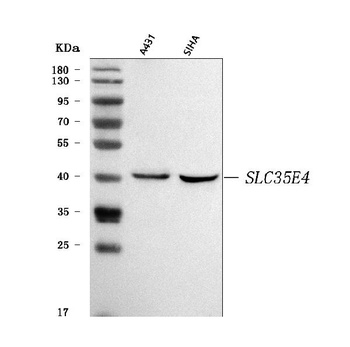 SLC35E4 Antibody