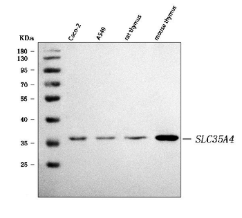 Anti-SLC35A4 Antibody