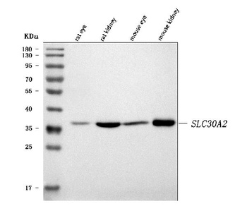 SLC30A2 Antibody