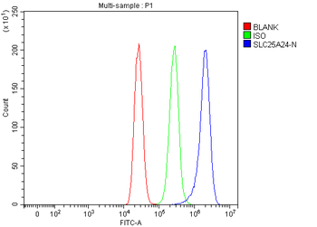 Anti-SLC25A24 Antibody