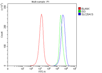 Anti-Citrin/SLC25A13 Antibody