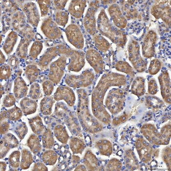 Mitochondrial dicarboxylate carrier/SLC25A10 Antibody