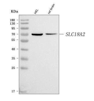 VMAT2/SLC18A2 Antibody
