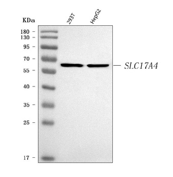 SLC17A4 Antibody