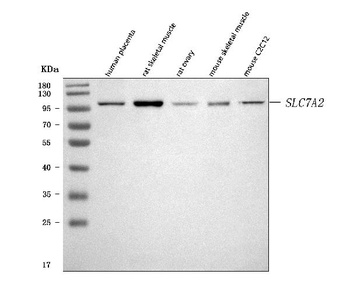 CAT2/SLC7A2 Antibody