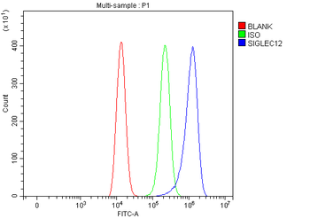 Anti-SIGLEC12 Antibody