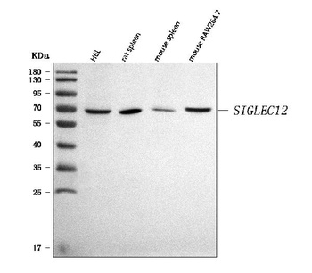 SIGLEC12 Antibody