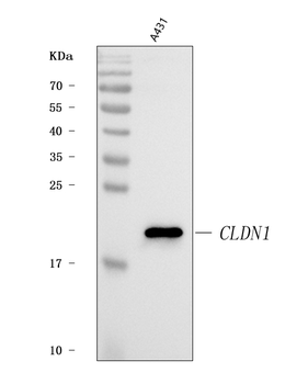 Anti-Claudin 1/CLDN1 Antibody