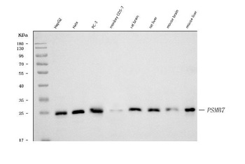Proteasome 20S beta 7/PSMB7 Antibody (monoclonal, 3H6C8)