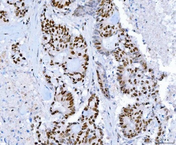 SP1 Antibody (monoclonal, 3C4C3)