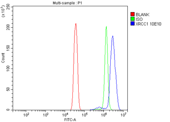 Anti-XRCC1 Antibody (monoclonal, 10E10)